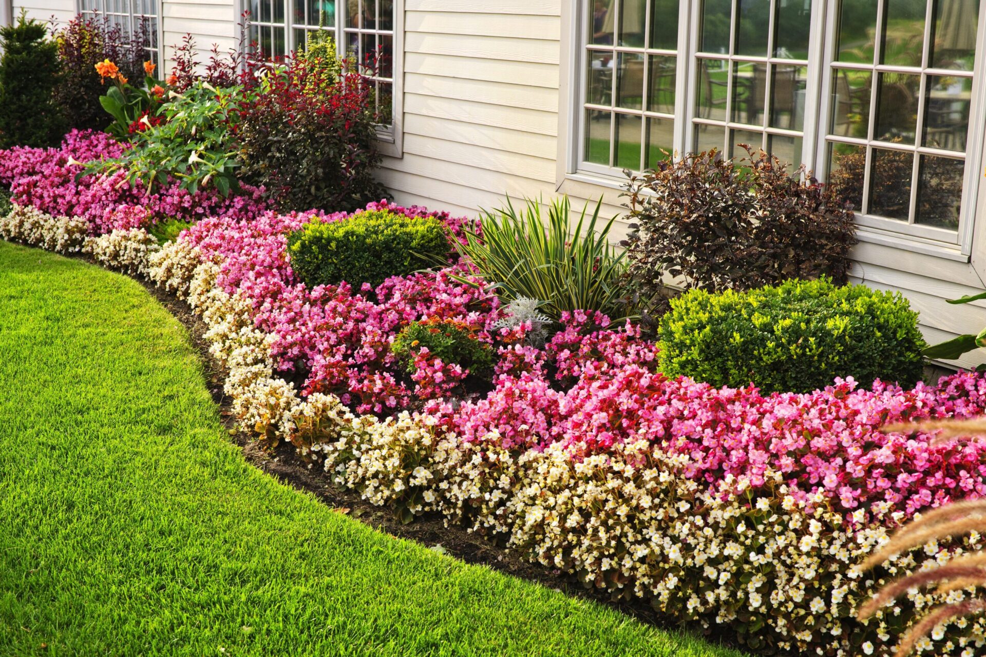 11930073 - flowerbed of colorful flowers against wall with windows